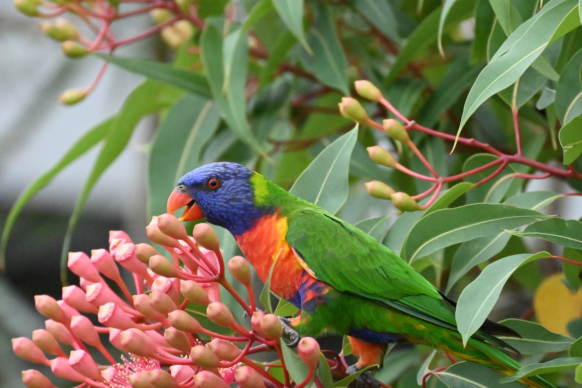 Rainbow Lorikeet - ML628164766