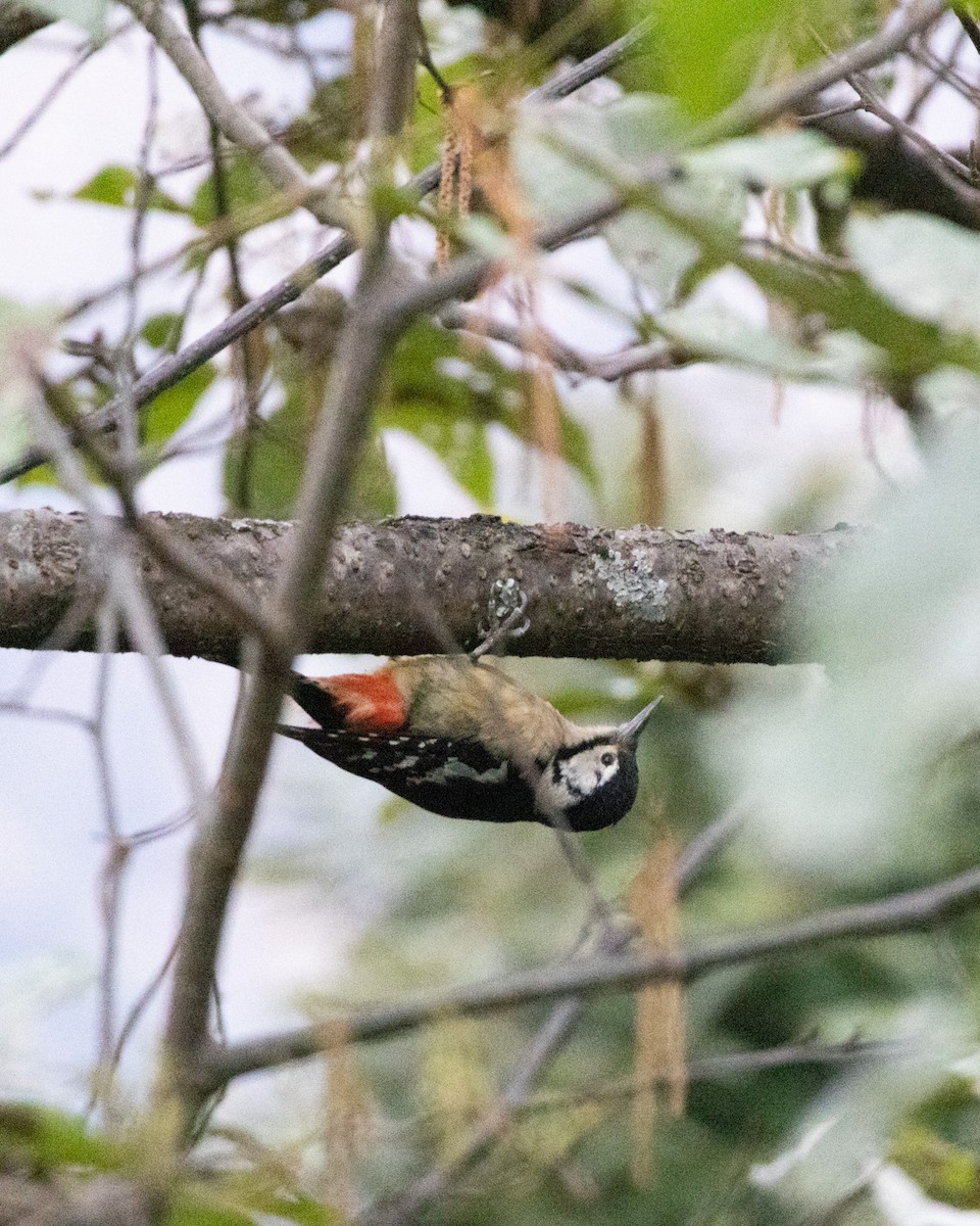 Himalayan Woodpecker - ML628165025