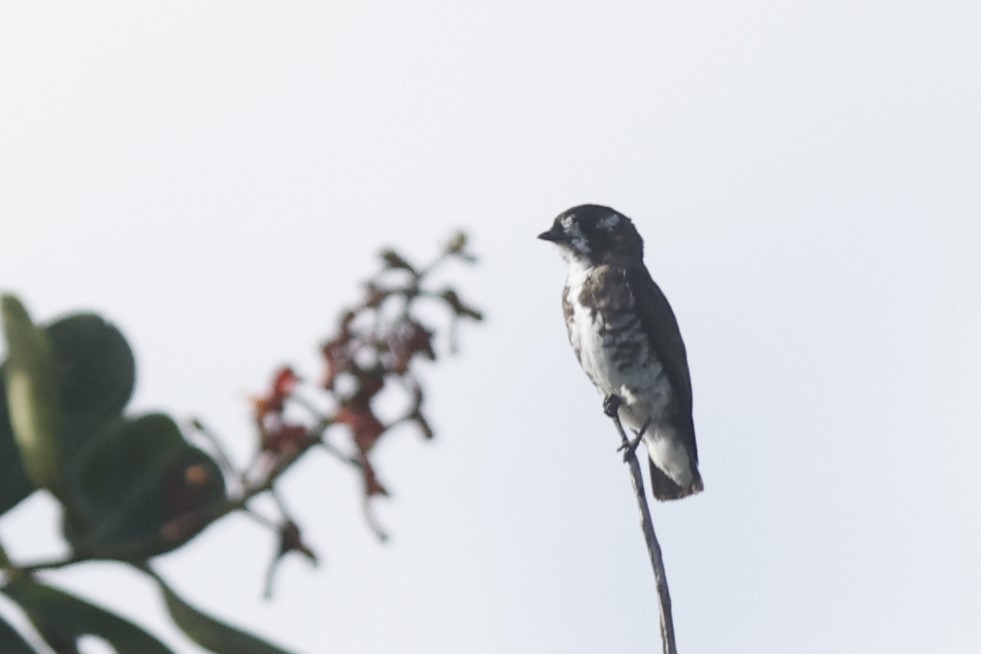 White-browed Purpletuft - ML628165089