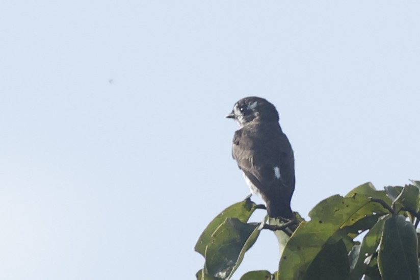 White-browed Purpletuft - ML628165090