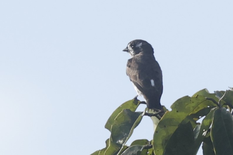 White-browed Purpletuft - ML628165091