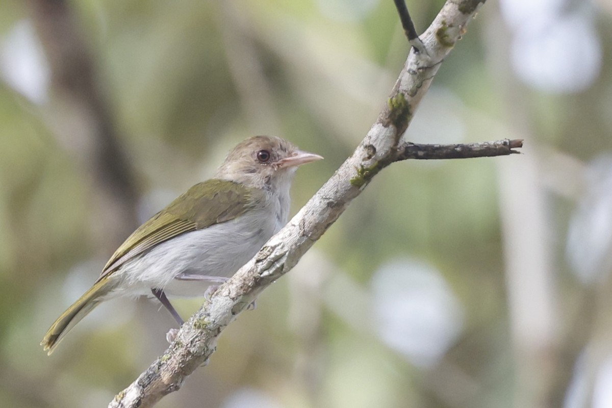 Brown-headed Greenlet - ML628165099