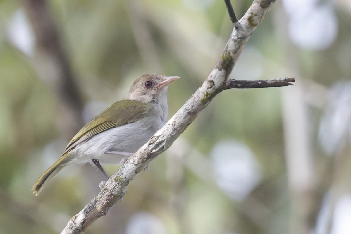 Brown-headed Greenlet - ML628165100