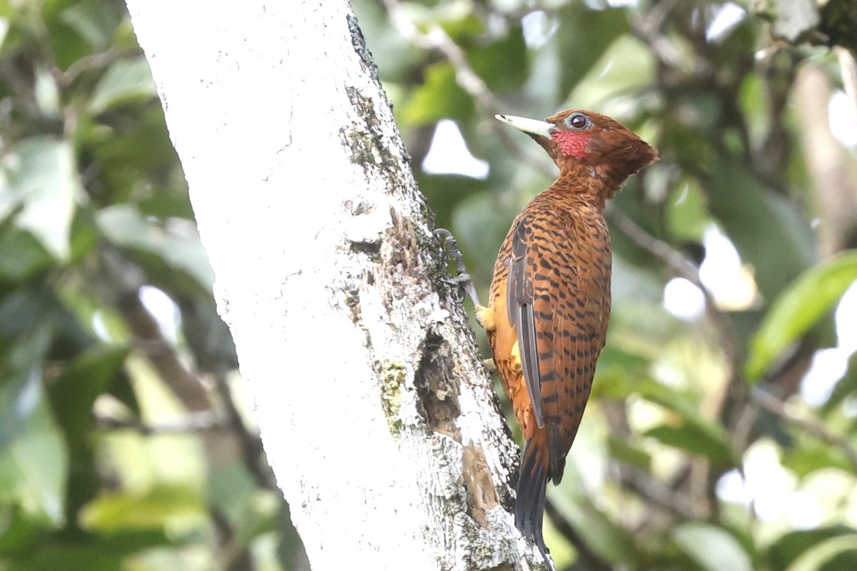 Waved Woodpecker (Scale-breasted) - ML628165198