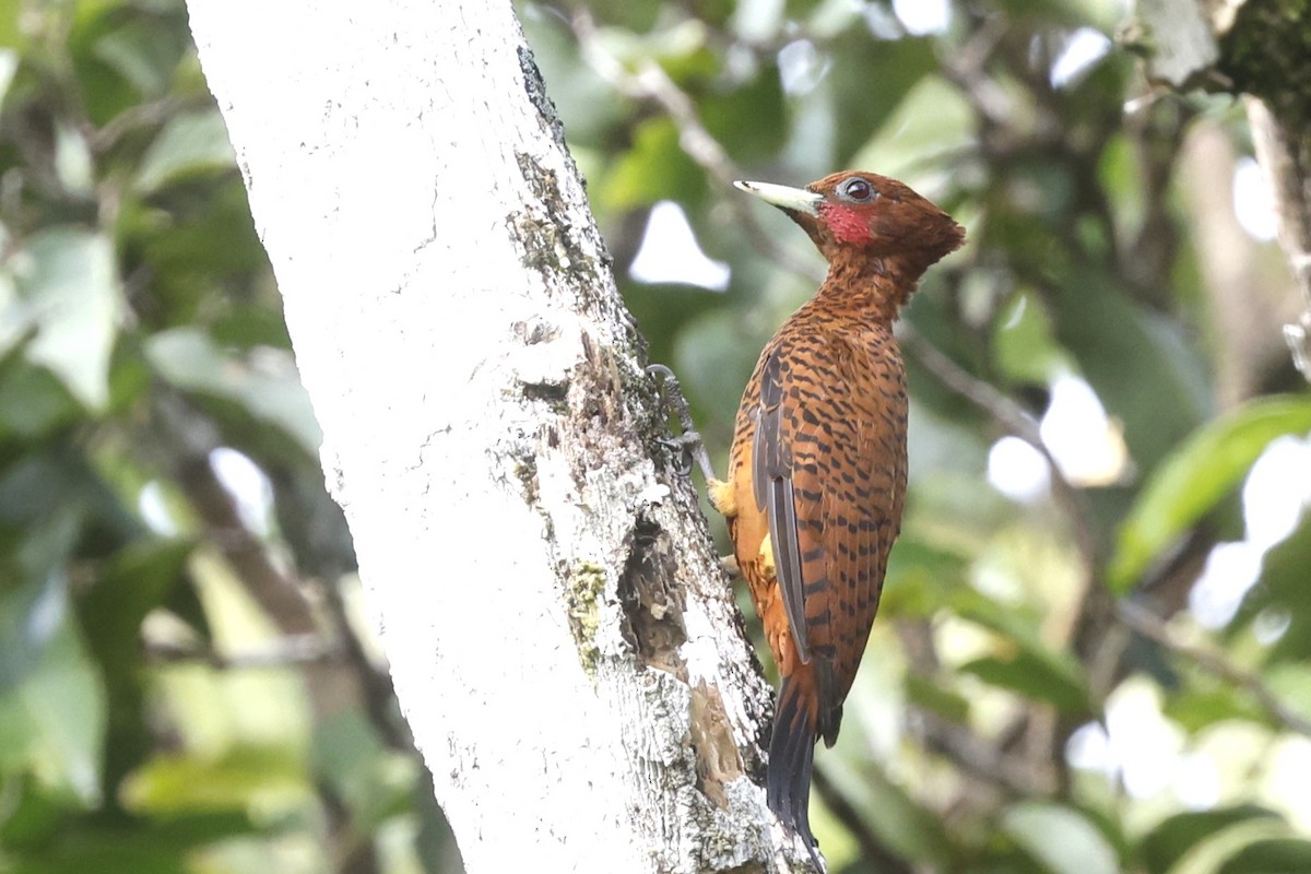 Waved Woodpecker (Scale-breasted) - ML628165200