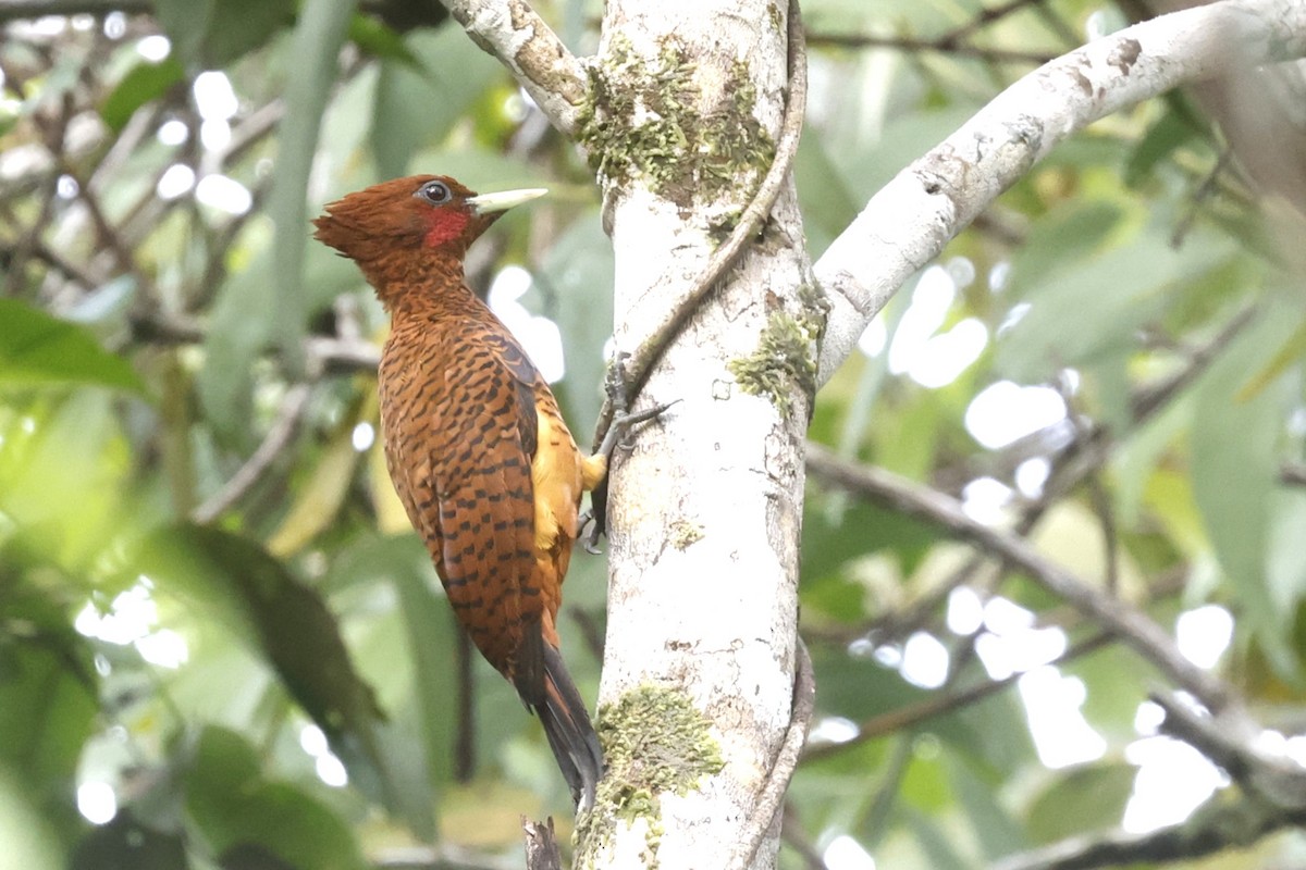 Waved Woodpecker (Scale-breasted) - ML628165207