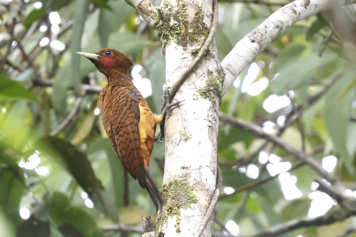 Waved Woodpecker (Scale-breasted) - ML628165208