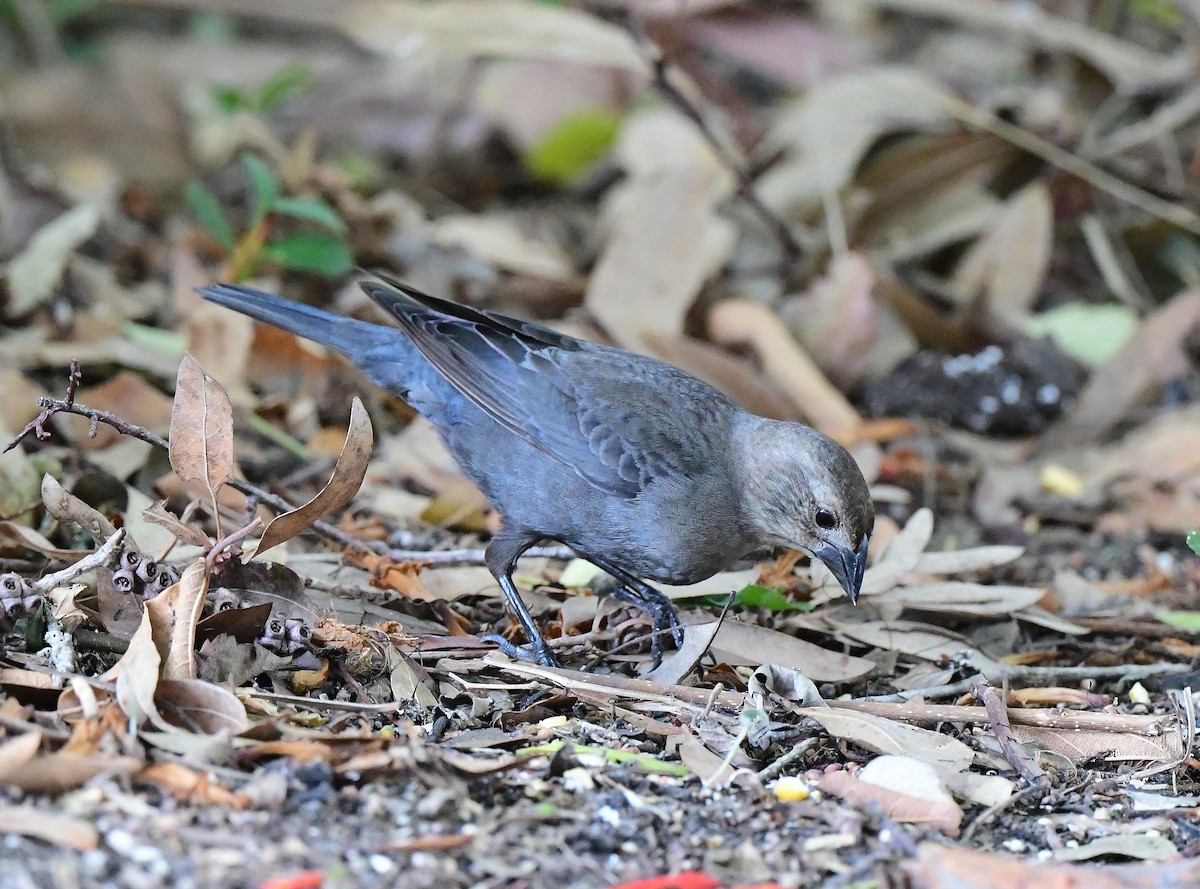 Brown-headed Cowbird - ML628165211