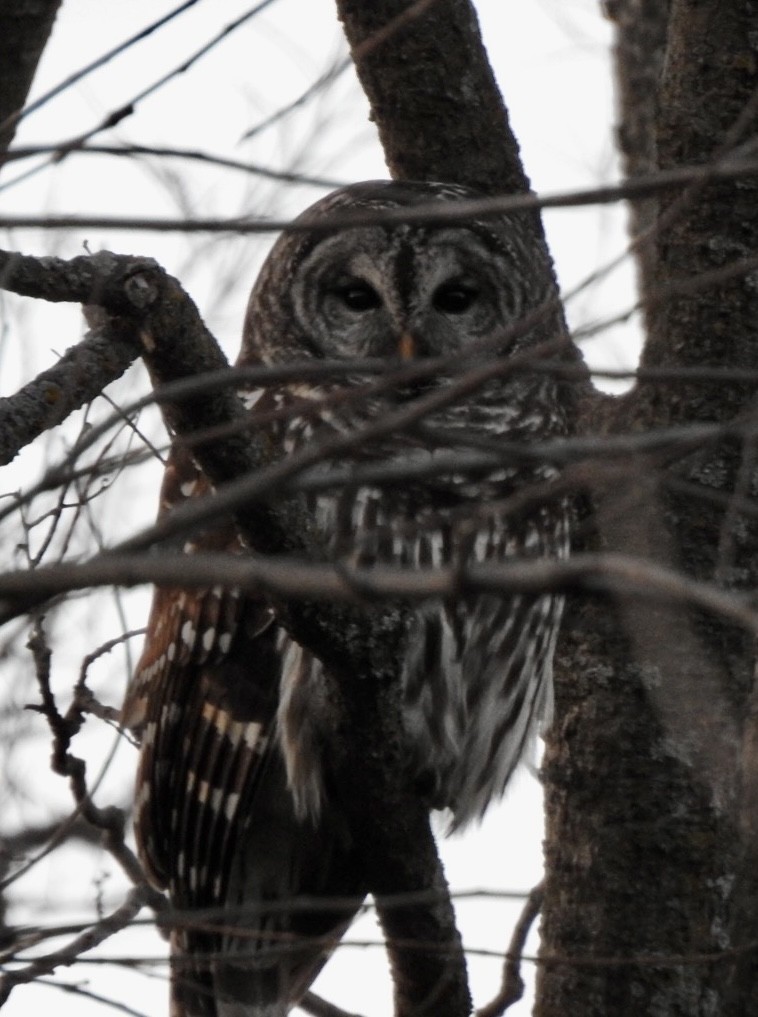 Barred Owl - ML628165356