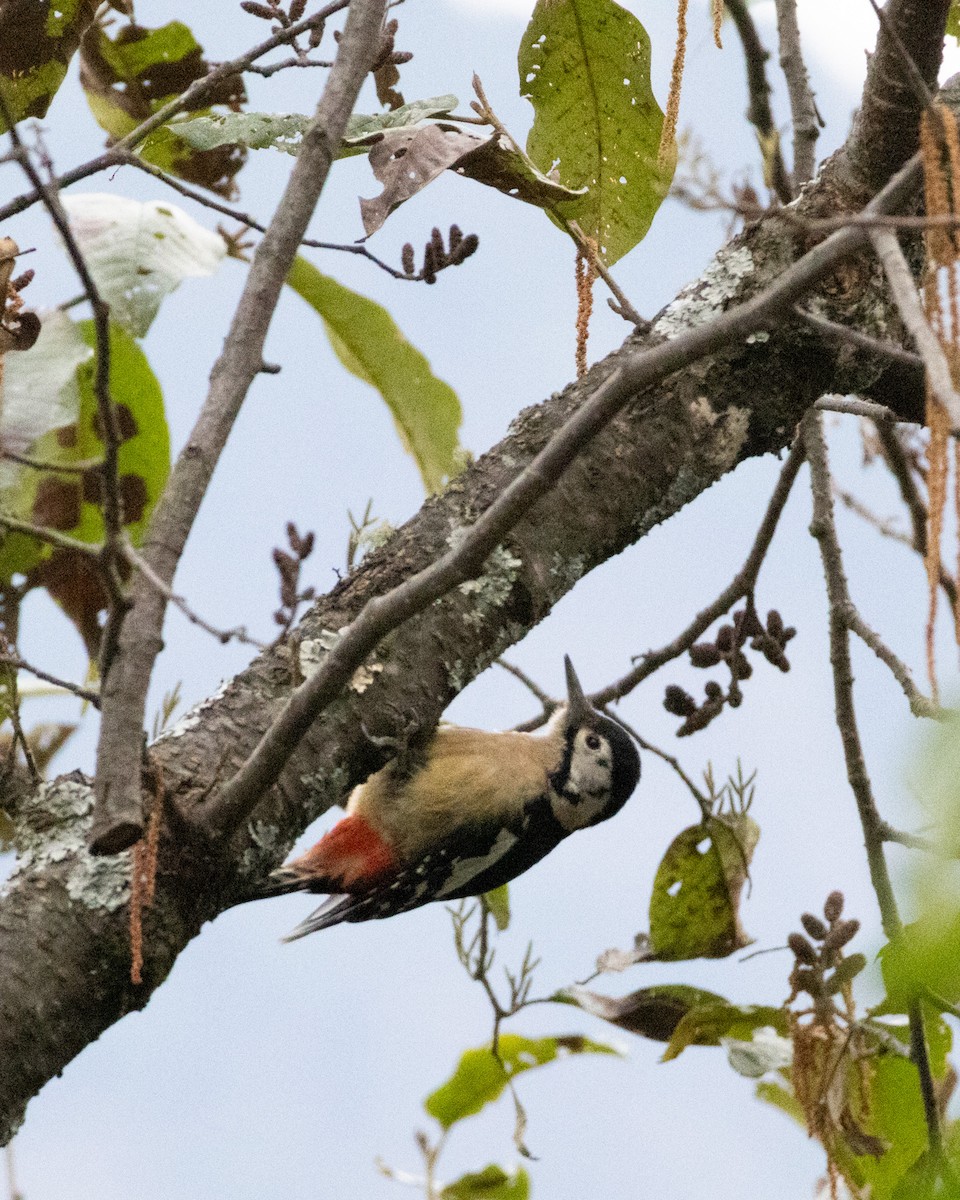 Himalayan Woodpecker - ML628165369