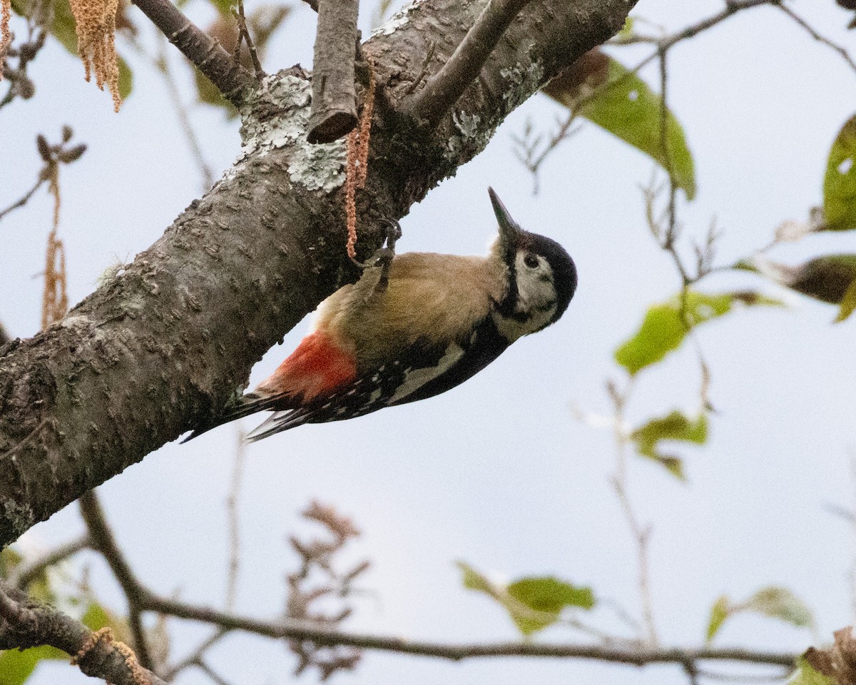 Himalayan Woodpecker - ML628165370