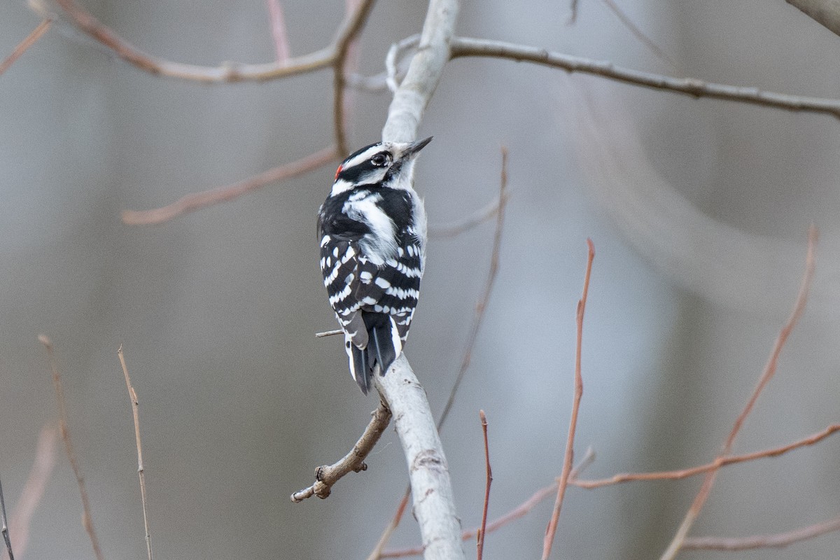 Downy Woodpecker - ML628165534