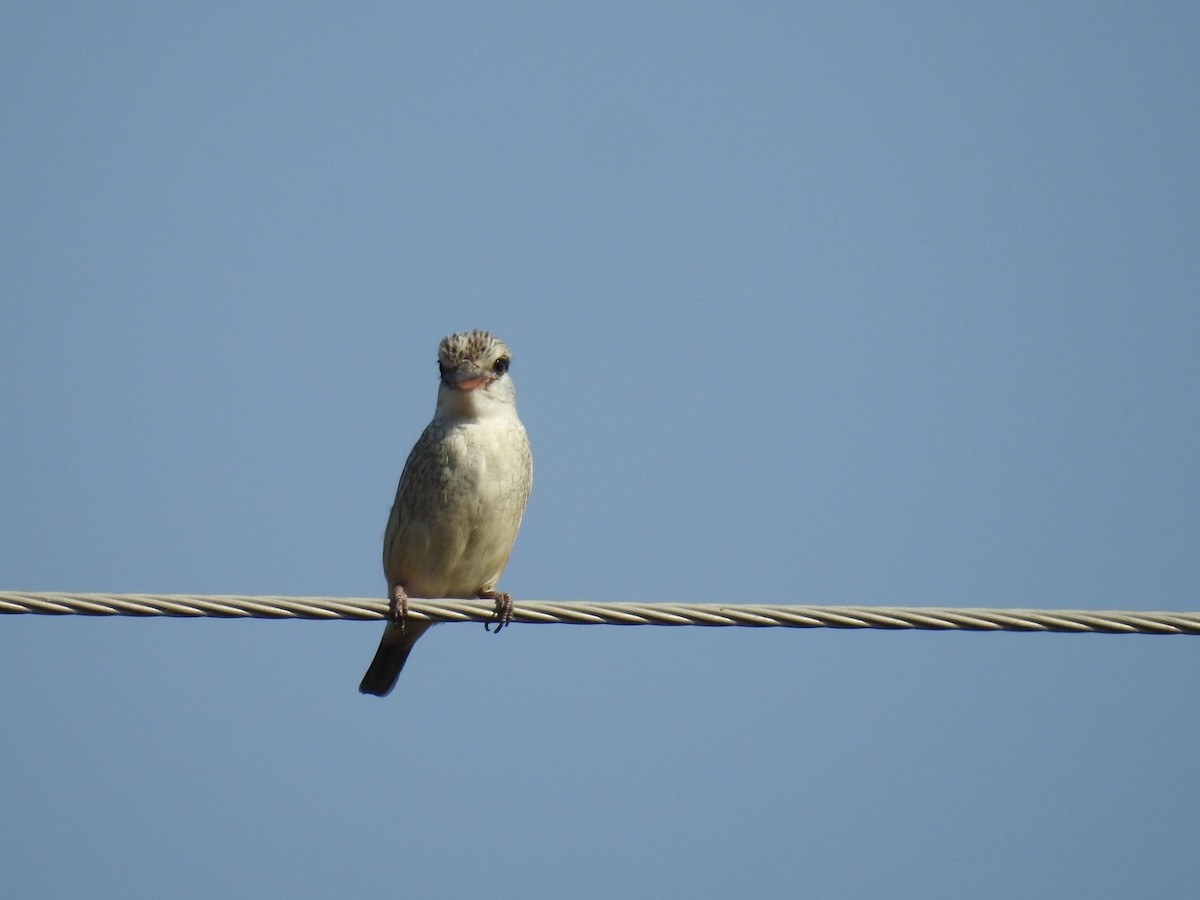 Striped Kingfisher - ML628165565