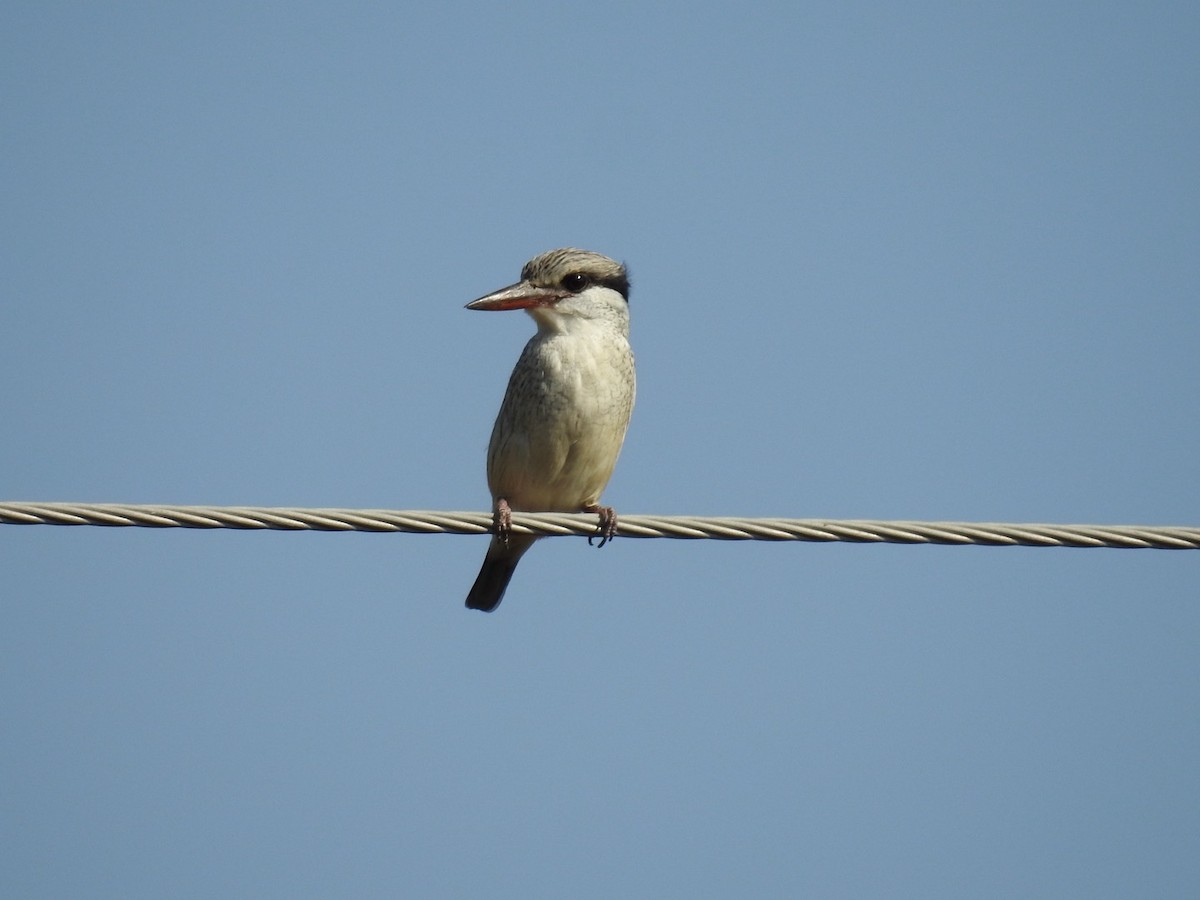 Striped Kingfisher - ML628165566