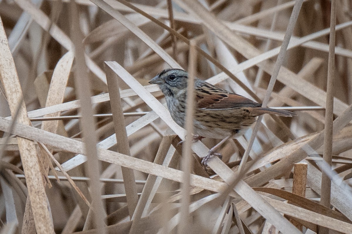 Swamp Sparrow - ML628165695