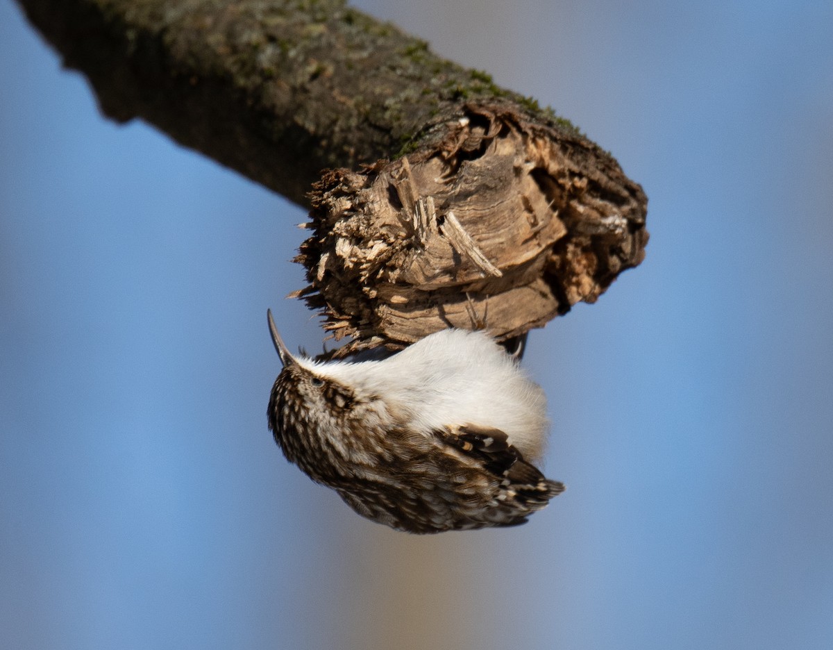 Brown Creeper - ML628165901