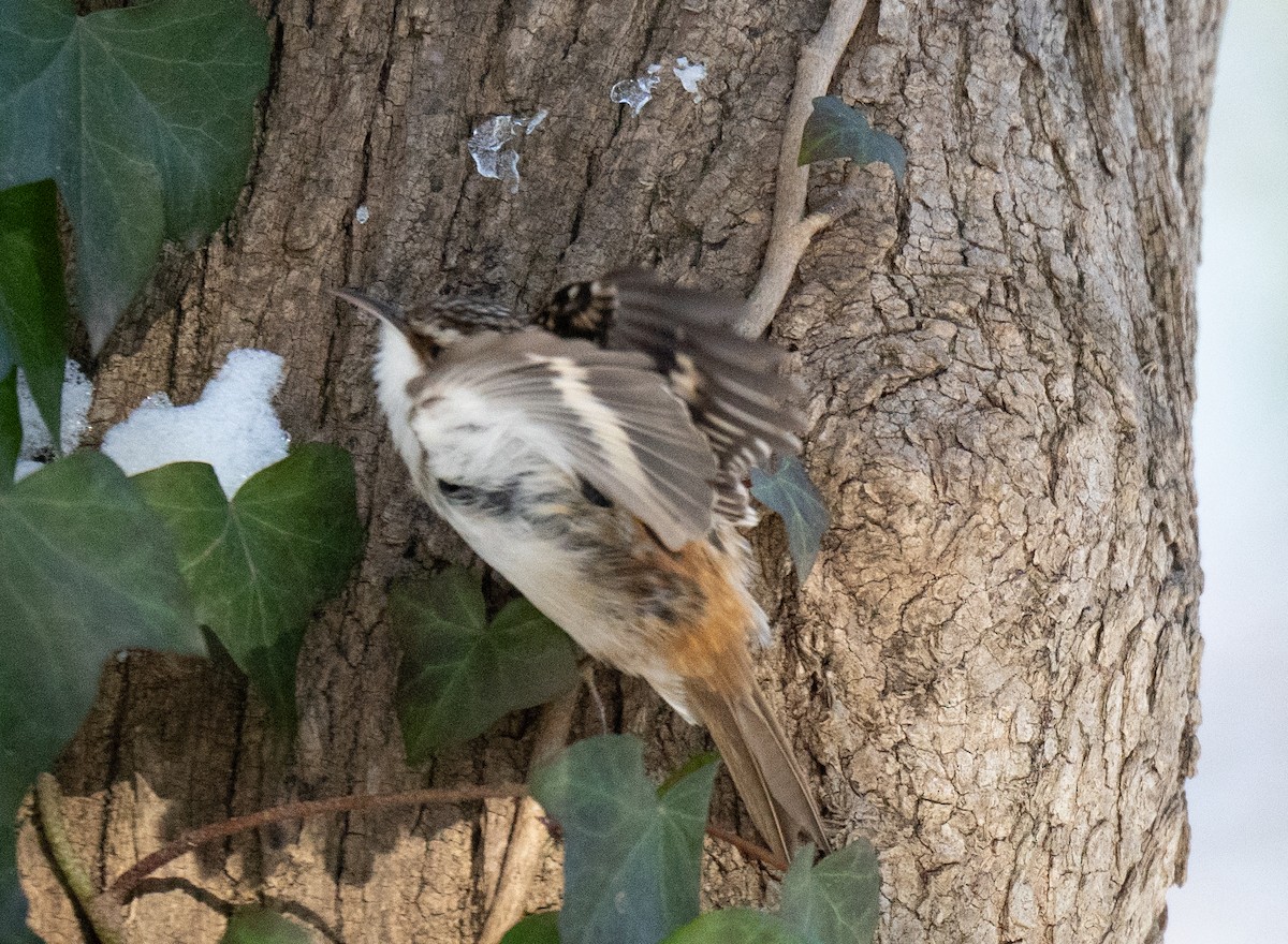 Brown Creeper - ML628165903