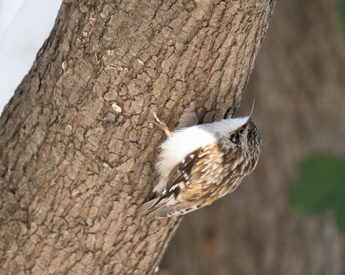 Brown Creeper - ML628165907