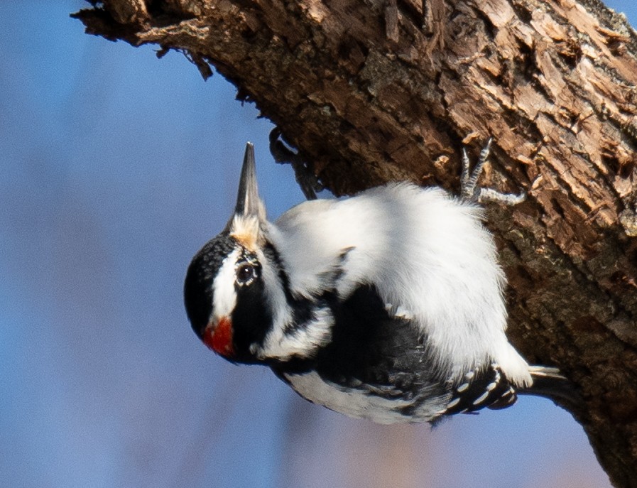 Hairy Woodpecker - ML628165946
