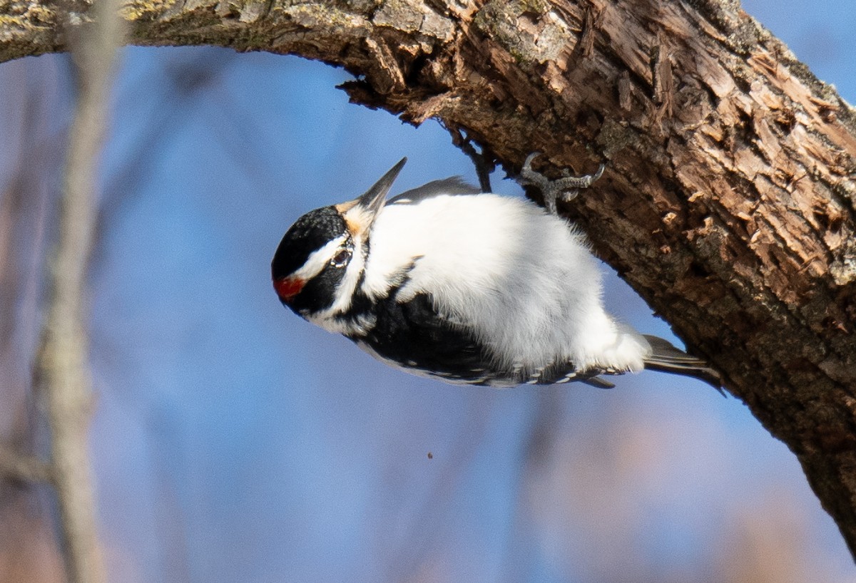 Hairy Woodpecker - ML628165948