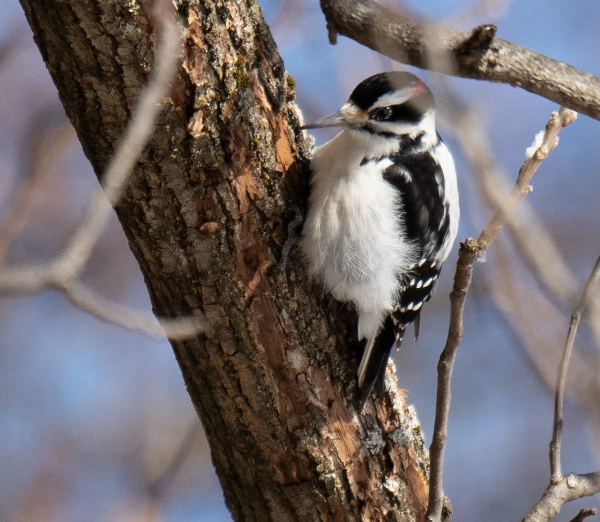 Hairy Woodpecker - ML628165949