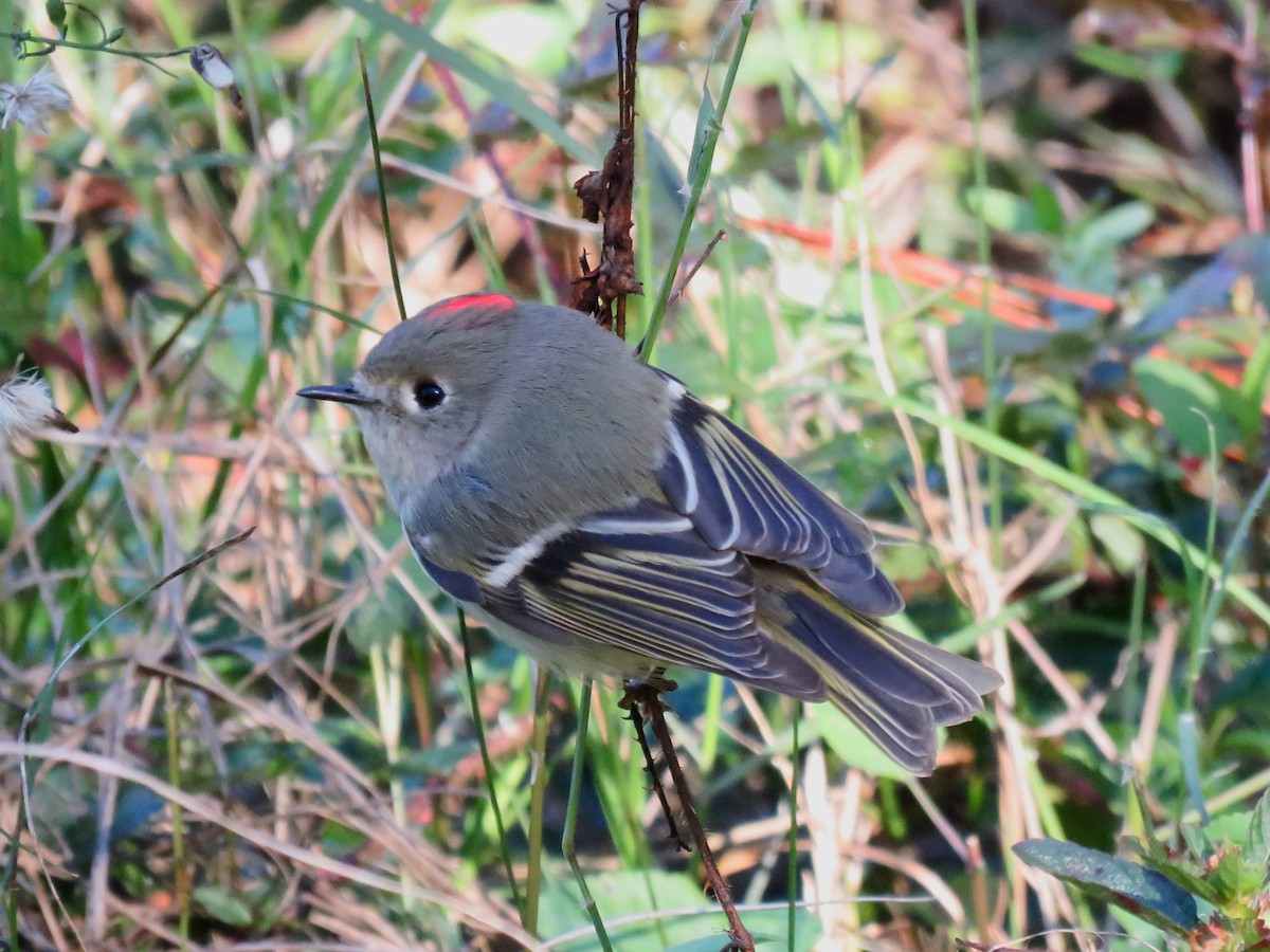 Ruby-crowned Kinglet - ML628166010