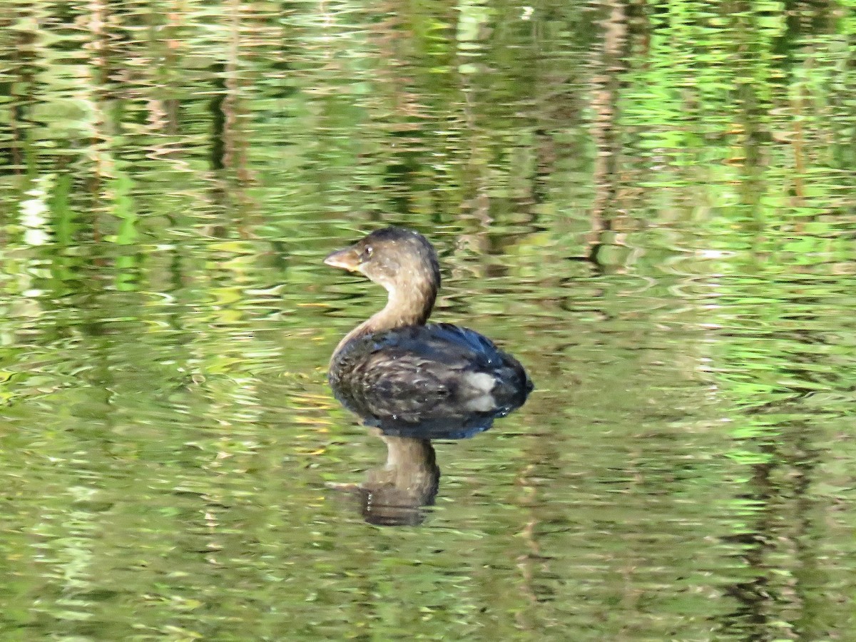 Pied-billed Grebe - ML628166013
