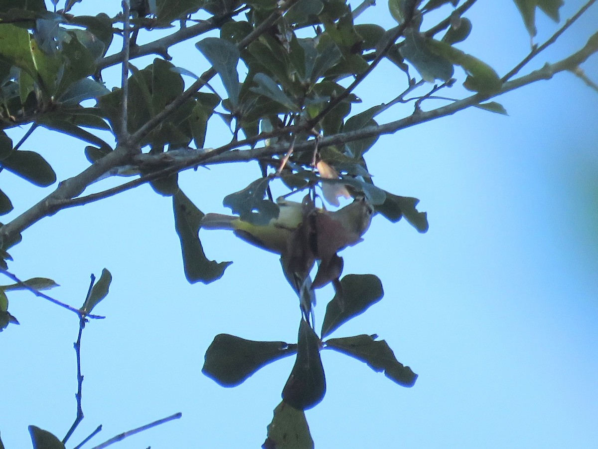 Orange-crowned Warbler - ML628166034