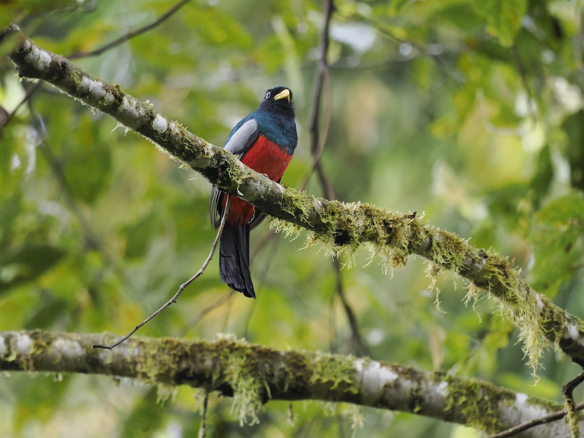 Lacivert Kuyruklu Trogon - ML628166247