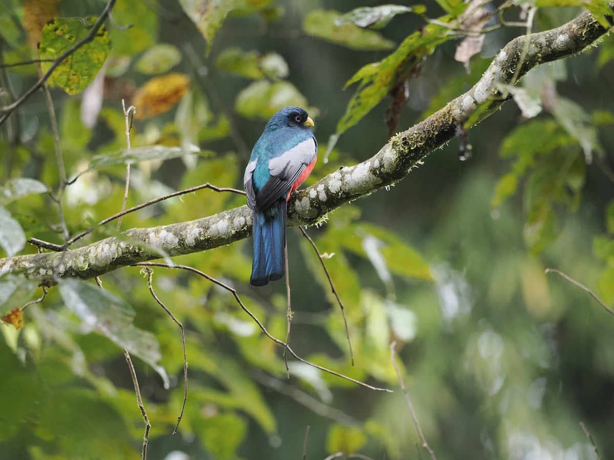 Lacivert Kuyruklu Trogon - ML628166248