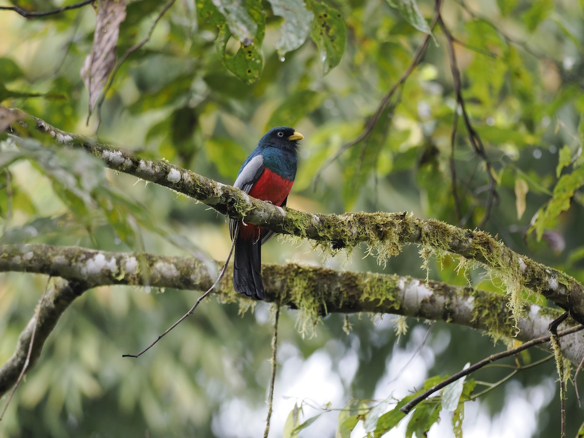 Lacivert Kuyruklu Trogon - ML628166249