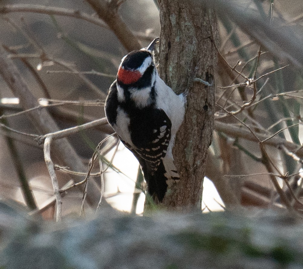 Downy Woodpecker - ML628166274