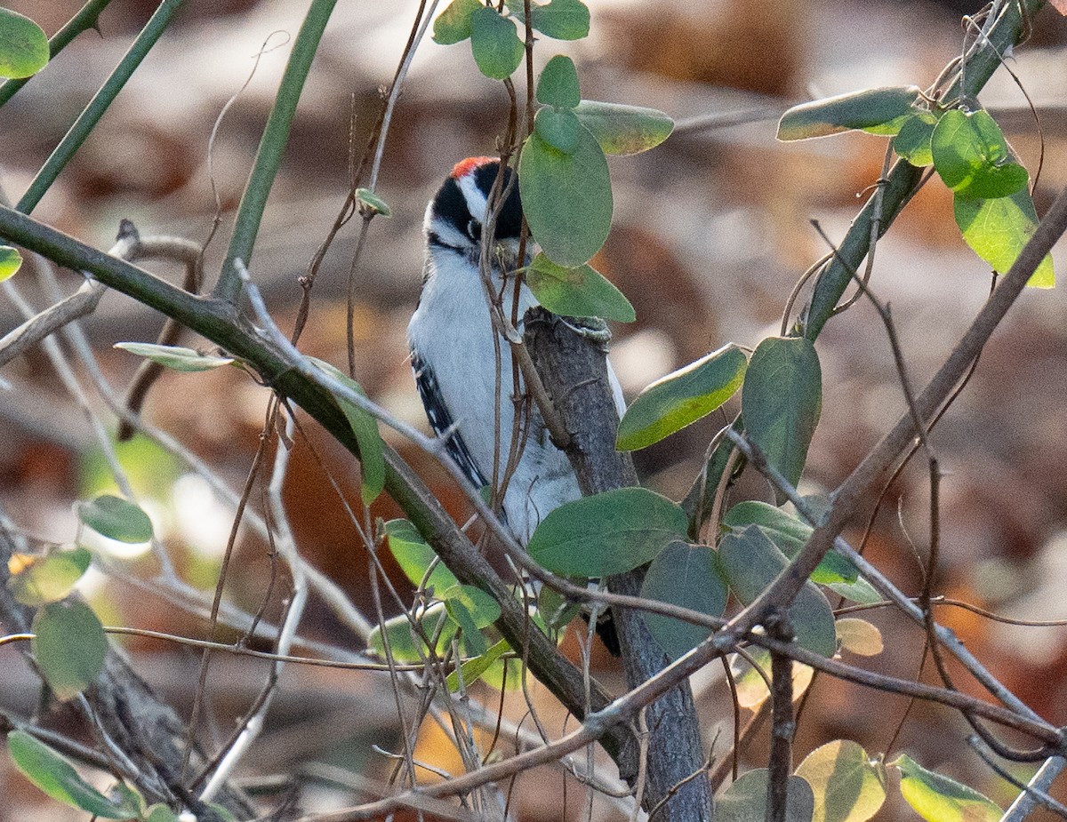 Downy Woodpecker - ML628166275