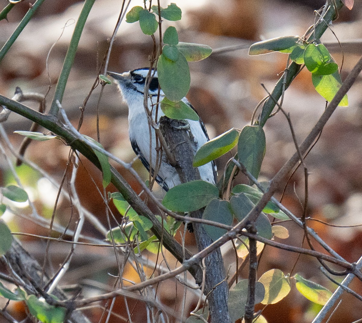 Downy Woodpecker - ML628166276