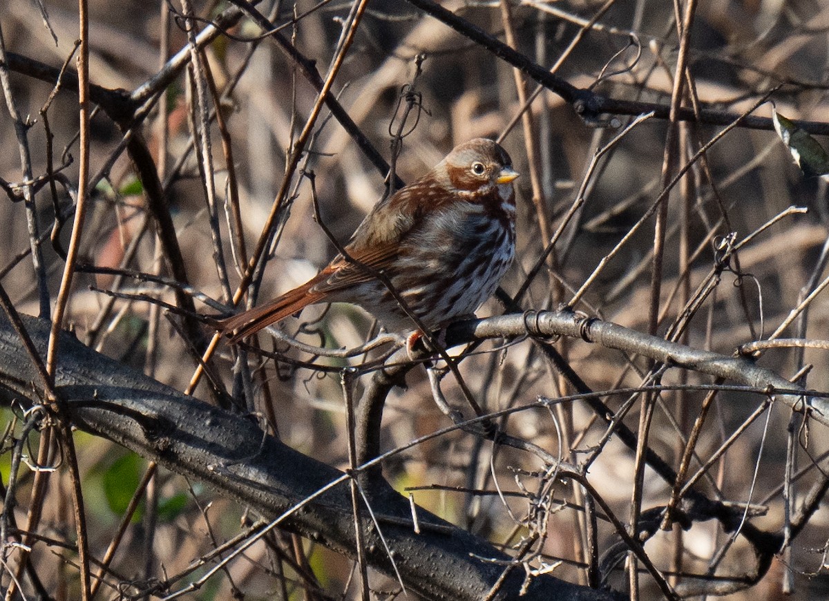 Fox Sparrow - ML628166285