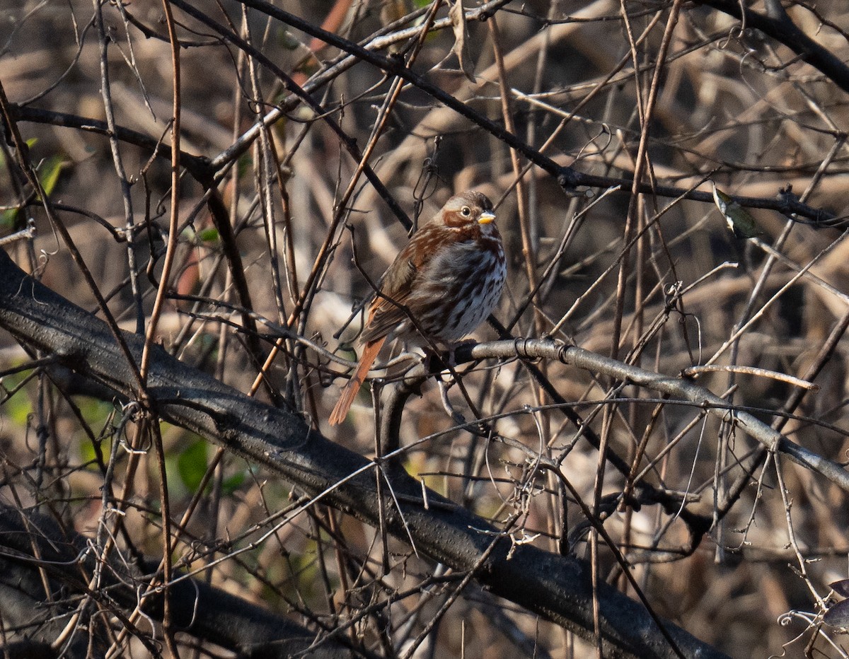 Fox Sparrow - ML628166286