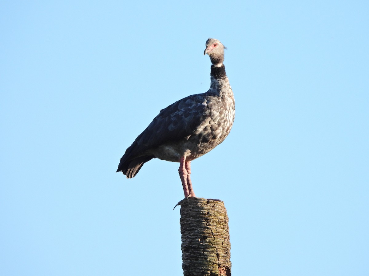 Southern Screamer - ML628166323