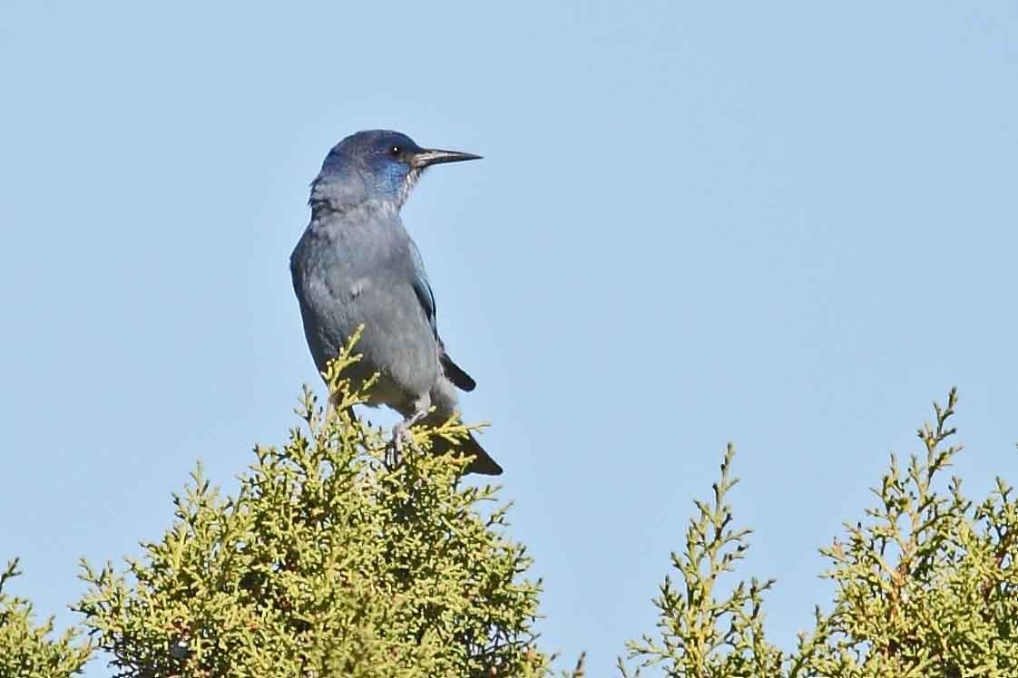 Pinyon Jay - ML628166336