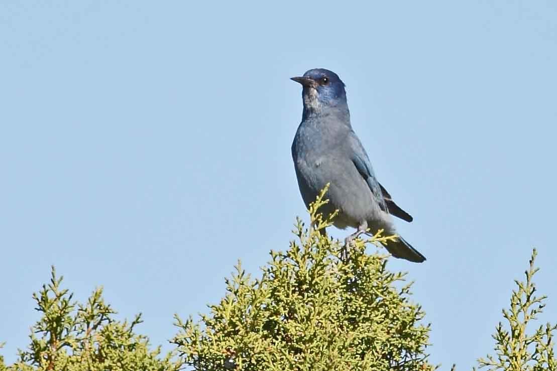 Pinyon Jay - ML628166337