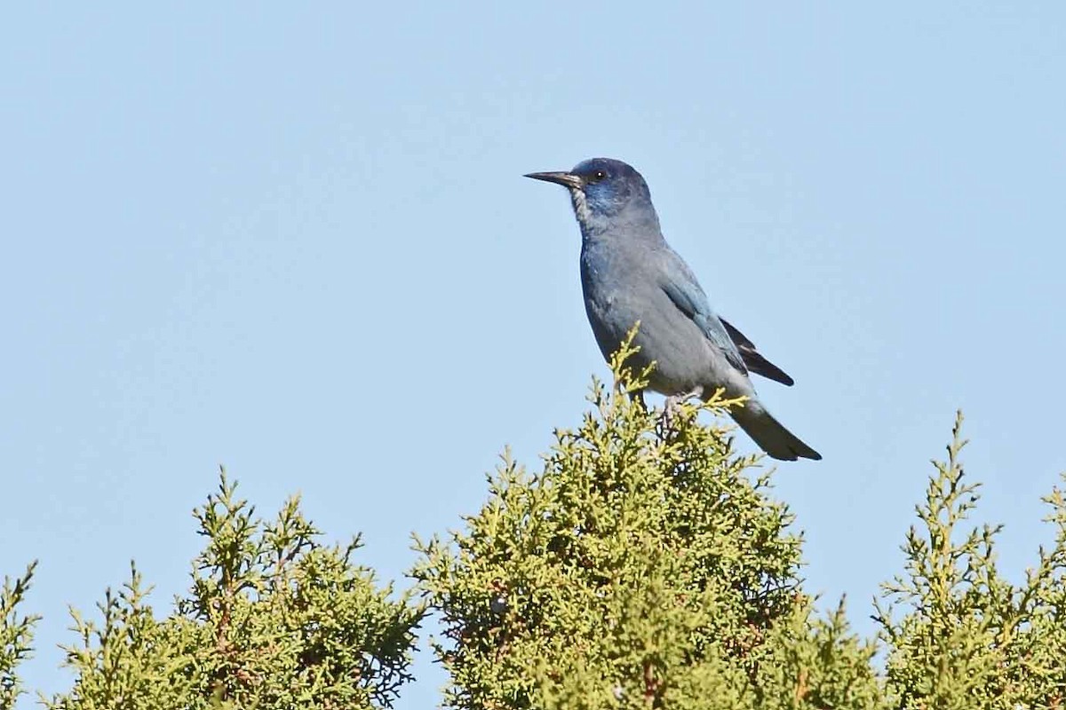 Pinyon Jay - ML628166338