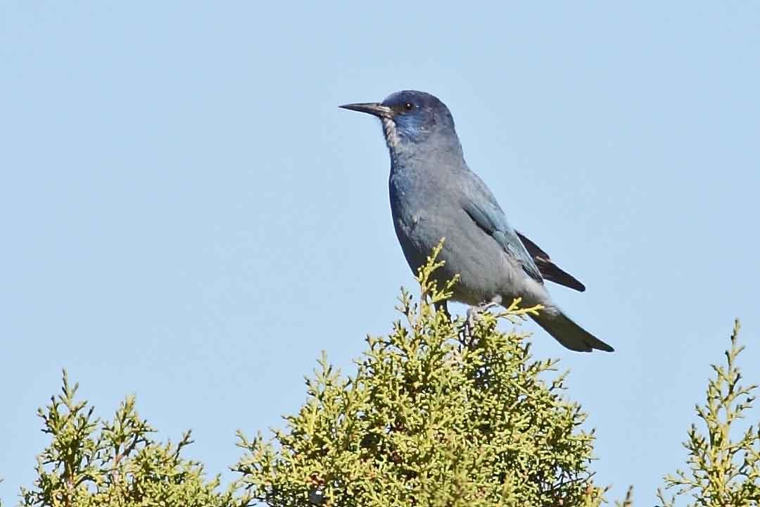 Pinyon Jay - ML628166339