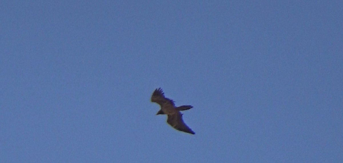 Bearded Vulture - ML628166375