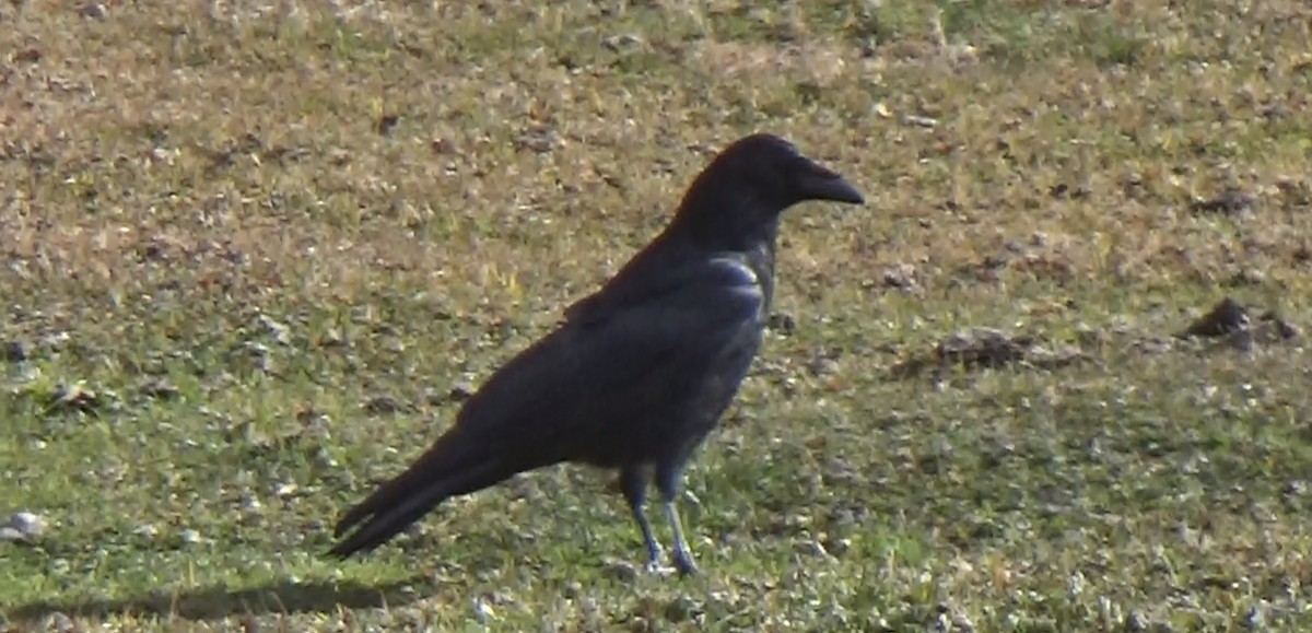 Common Raven - ML628166393