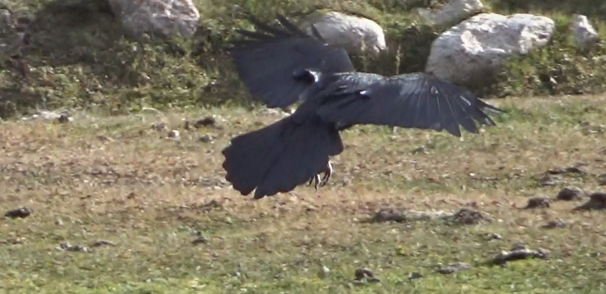 Common Raven - ML628166394