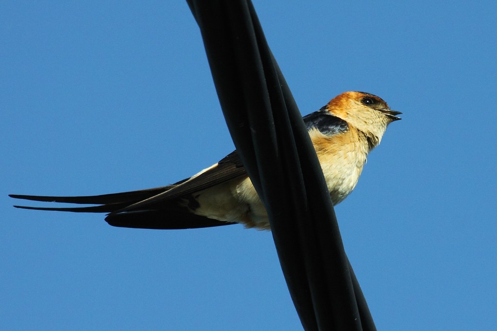 Red-rumped Swallow - ML62816651
