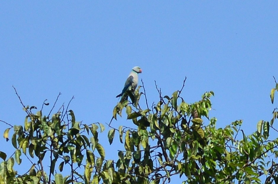 Malabar Parakeet - ML628166511