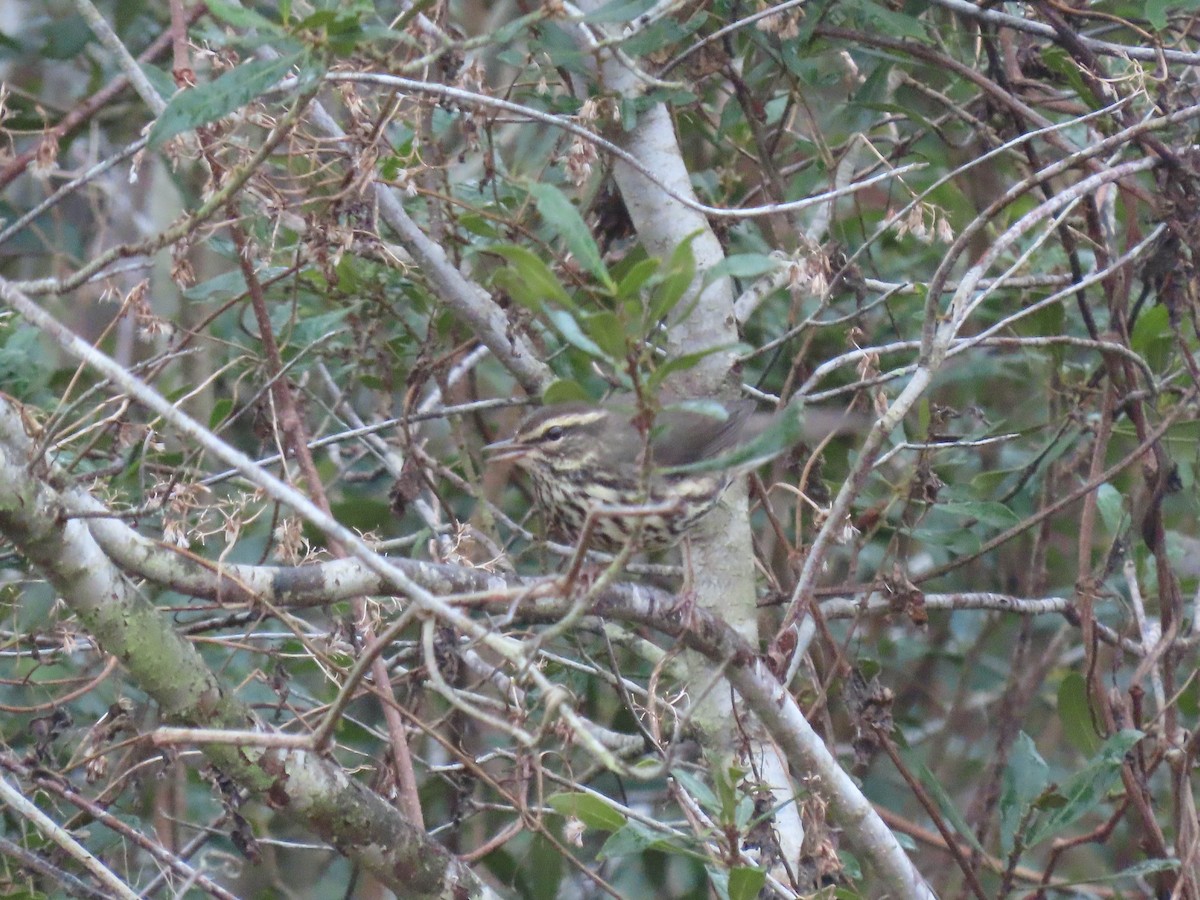 Northern Waterthrush - ML628166584