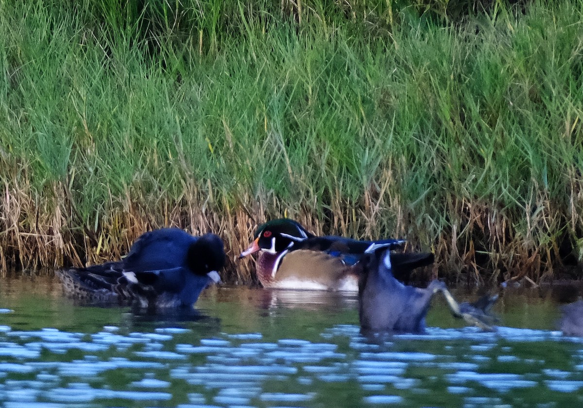Wood Duck - ML628166596