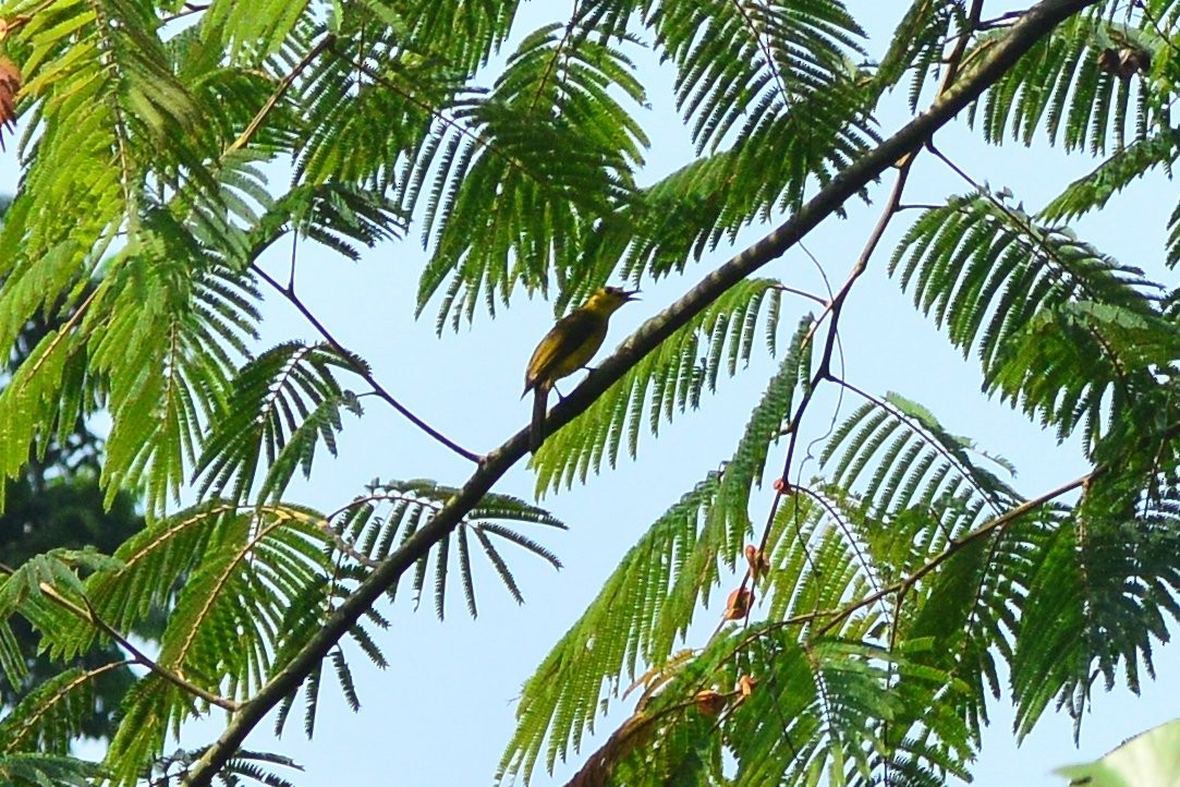 Yellow-browed Bulbul - ML628166634