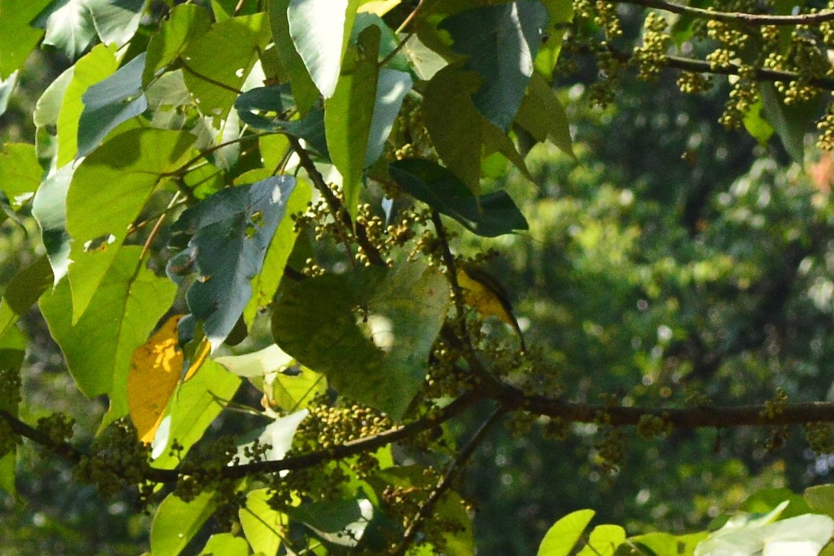 Yellow-browed Bulbul - ML628166635